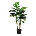 Piante